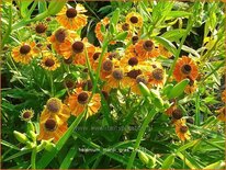 Helenium &#39;Mardi Gras&#39;