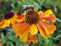 Helenium &#39;Mardi Gras&#39;