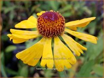 Helenium &#39;Wesergold&#39;