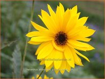 Helianthus atrorubens 'Gullick's Variety'