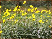 Helianthus atrorubens 'Gullick's Variety'