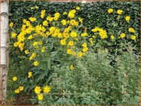 Helianthus atrorubens 'Gullick's Variety'