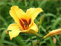 Hemerocallis 'Bonanza'