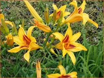 Hemerocallis 'Bonanza'