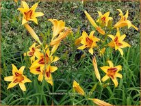 Hemerocallis 'Bonanza'