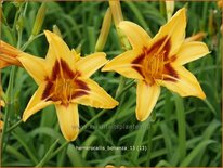 Hemerocallis 'Bonanza'