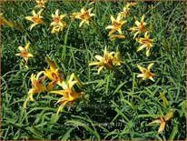 Hemerocallis 'Bonanza'