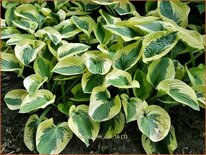 Hosta &#39;Brim Cup&#39;