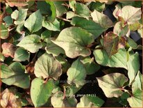 Houttuynia cordata 'Plena'