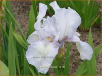 Iris germanica 'English Cottage'