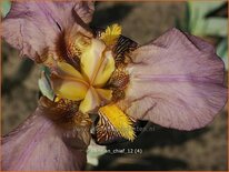 Iris germanica &#39;Indian Chief&#39;