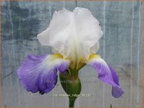 Iris germanica &#39;Mission Ridge&#39;