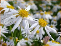 Kalimeris mongolica 'Mon Jardin'