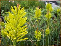 Kniphofia 'Dorset Sentry'