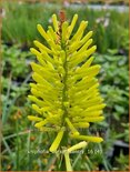 Kniphofia 'Dorset Sentry'