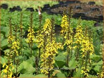 Ligularia stenocephala &#39;Little Rocket&#39;