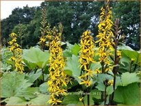 Ligularia stenocephala &#39;Little Rocket&#39;