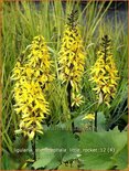 Ligularia stenocephala &#39;Little Rocket&#39;