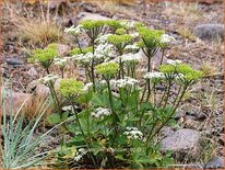 Ligusticum scoticum