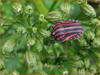 Ligusticum scoticum