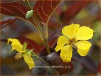 Lysimachia ciliata &#39;Firecracker&#39;