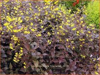 Lysimachia ciliata &#39;Firecracker&#39;