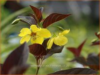 Lysimachia ciliata &#39;Firecracker&#39;