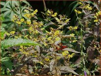 Lysimachia ciliata &#39;Firecracker&#39;