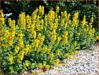 Lysimachia punctata