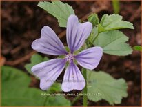 Malva sylvestris 'Dema' (Marina)