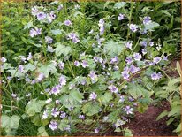 Malva sylvestris 'Dema' (Marina)