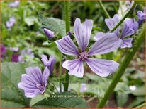 Malva sylvestris 'Dema' (Marina)