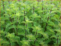 Mentha 'Aalbes'