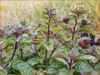 Mentha 'Aalbes'