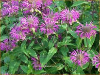 Monarda &#39;Blaustrumpf&#39;