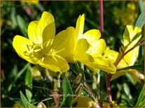 Oenothera 'African Sun'