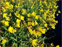 Oenothera 'African Sun'