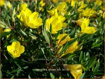 Oenothera 'African Sun'