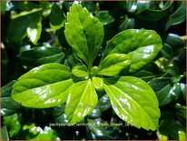 Pachysandra terminalis 'Green Sheen'