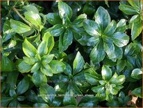 Pachysandra terminalis 'Green Sheen'