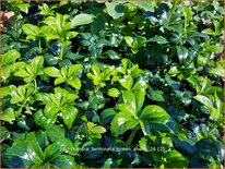 Pachysandra terminalis 'Green Sheen'