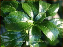 Pachysandra terminalis 'Green Sheen'