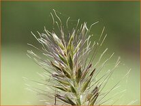 Pennisetum alopecuroides &#39;Little Bunny&#39;