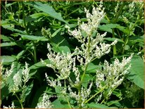 Persicaria polymorpha