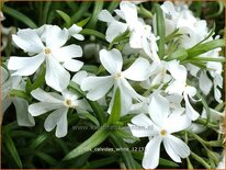 Phlox &#39;Calvides White&#39;