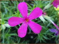 Phlox 'Ochsenblut'