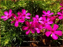 Phlox 'Ochsenblut'