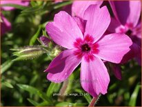 Phlox 'Red Wings'