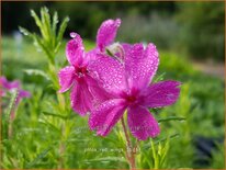 Phlox 'Red Wings'