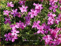 Phlox 'Red Wings'